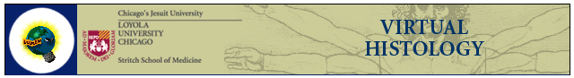 hd_curric.gif (14713 bytes)