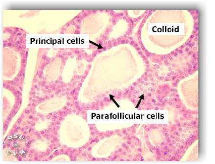 histology.png