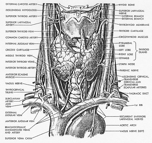 thyroid.png